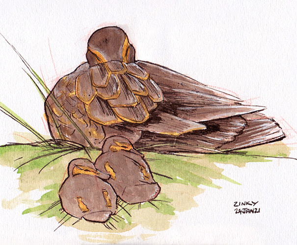 Some ducks i saw