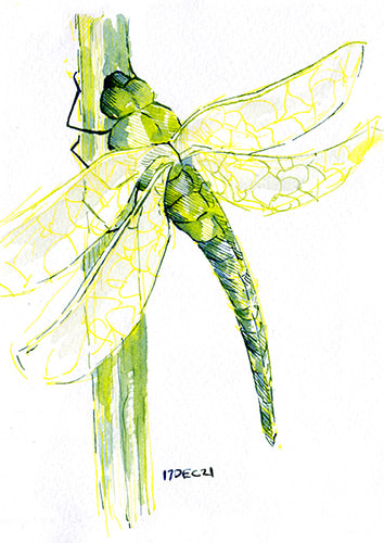 dragonfly